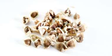 モリンガシード