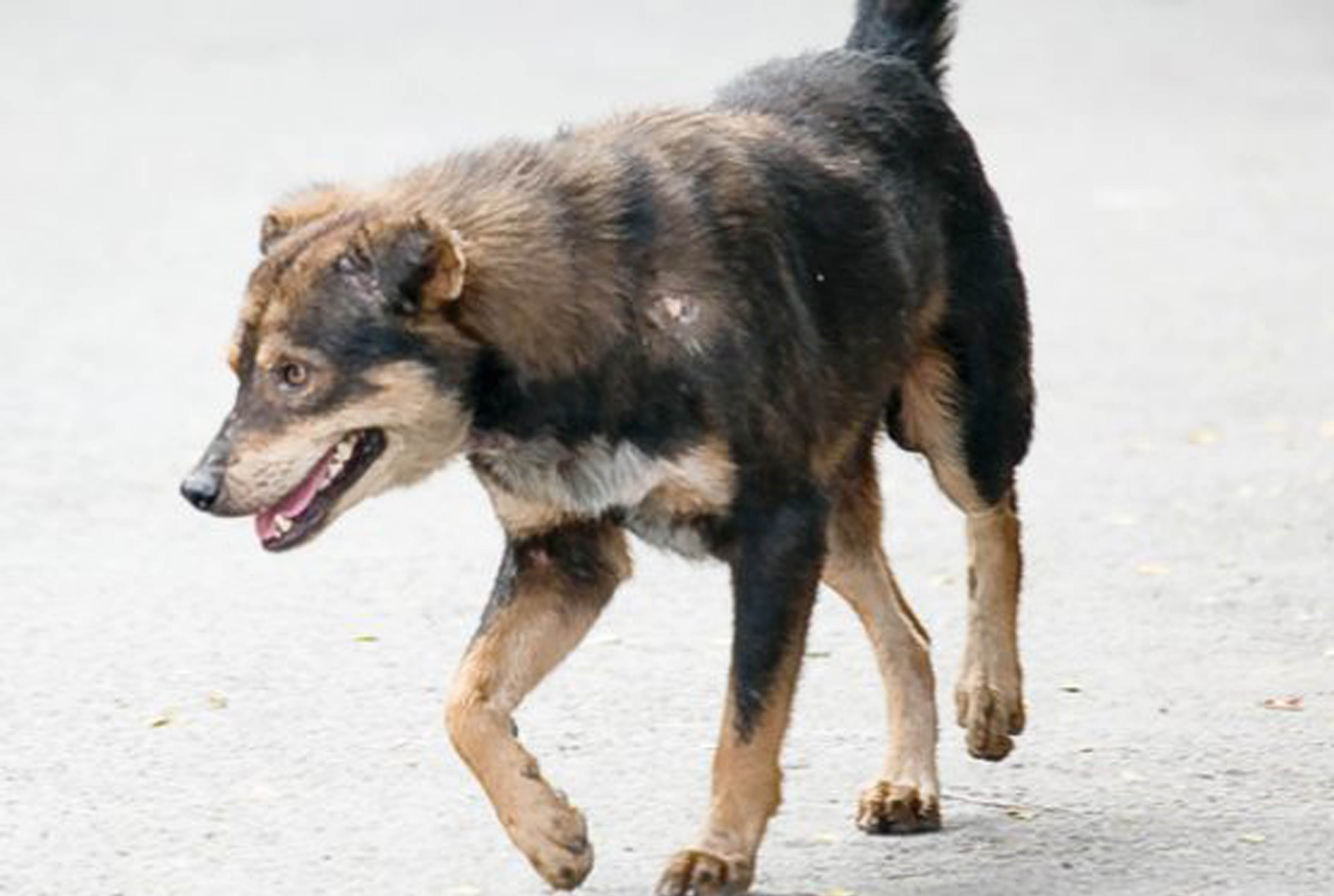タイのsnsやテレビ番組で話題 野良犬 の セブン犬 ワイズデジタル タイで生活する人のための情報サイト