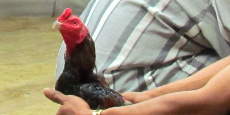 闘鶏はギャンブルなのに違法じゃないの？ - ワイズデジタル【タイで生活する人のための情報サイト】