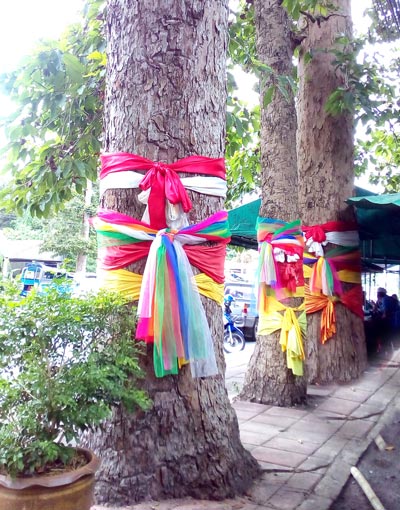 大木に布を巻く理由 - ワイズデジタル【タイで生活する人のための情報サイト】