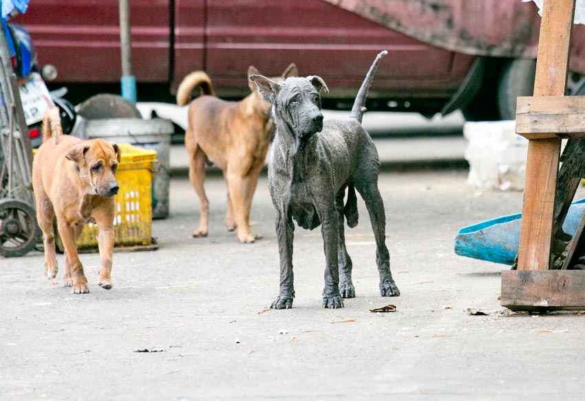 どうしてタイでは野良犬が多いの？ - ワイズデジタル【タイで生活する人のための情報サイト】