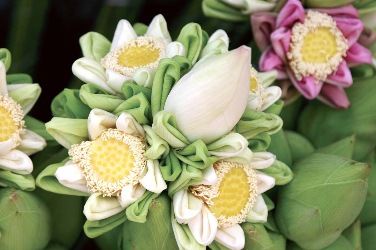 蓮の花びらを折るのはナゼ ワイズデジタル タイで生活する人のための情報サイト