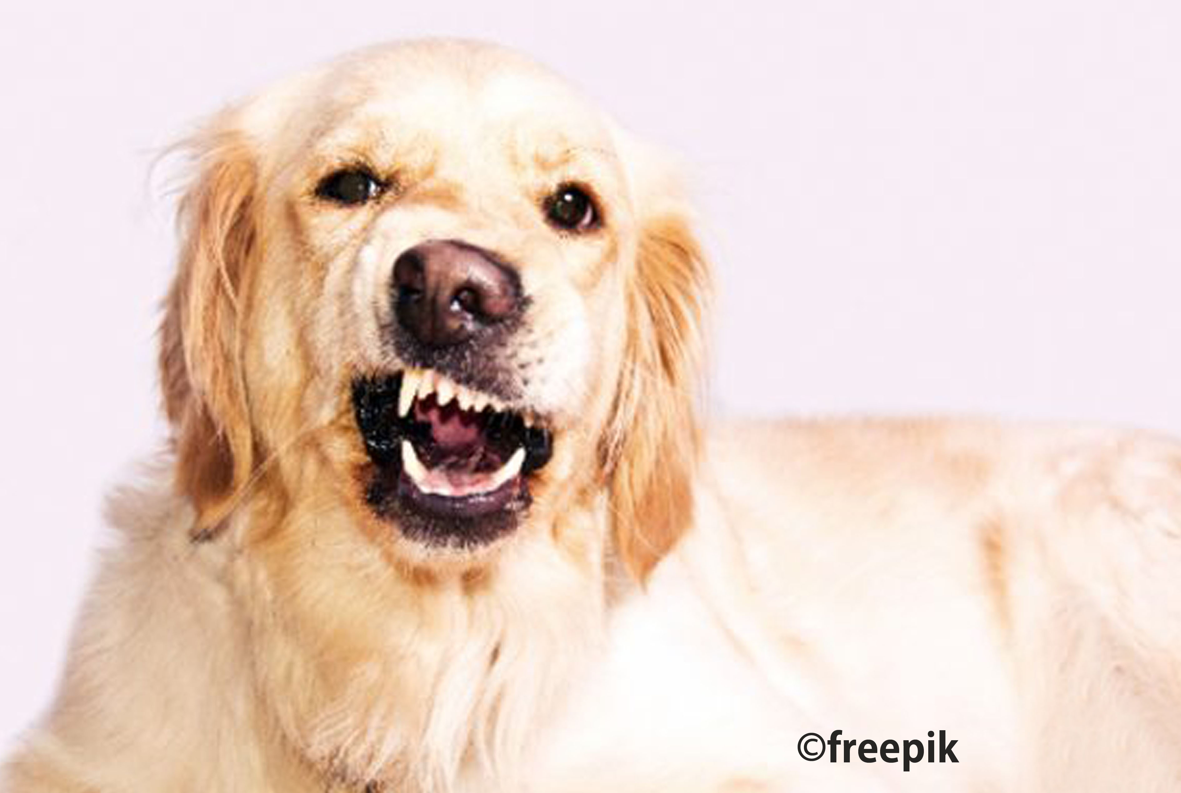 狂犬病が猛威 - ワイズデジタル【タイで生活する人のための情報サイト】