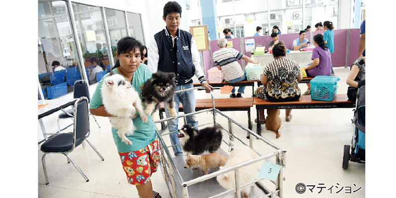 狂犬病対策でペット課税？ - ワイズデジタル【タイで生活する人のための情報サイト】