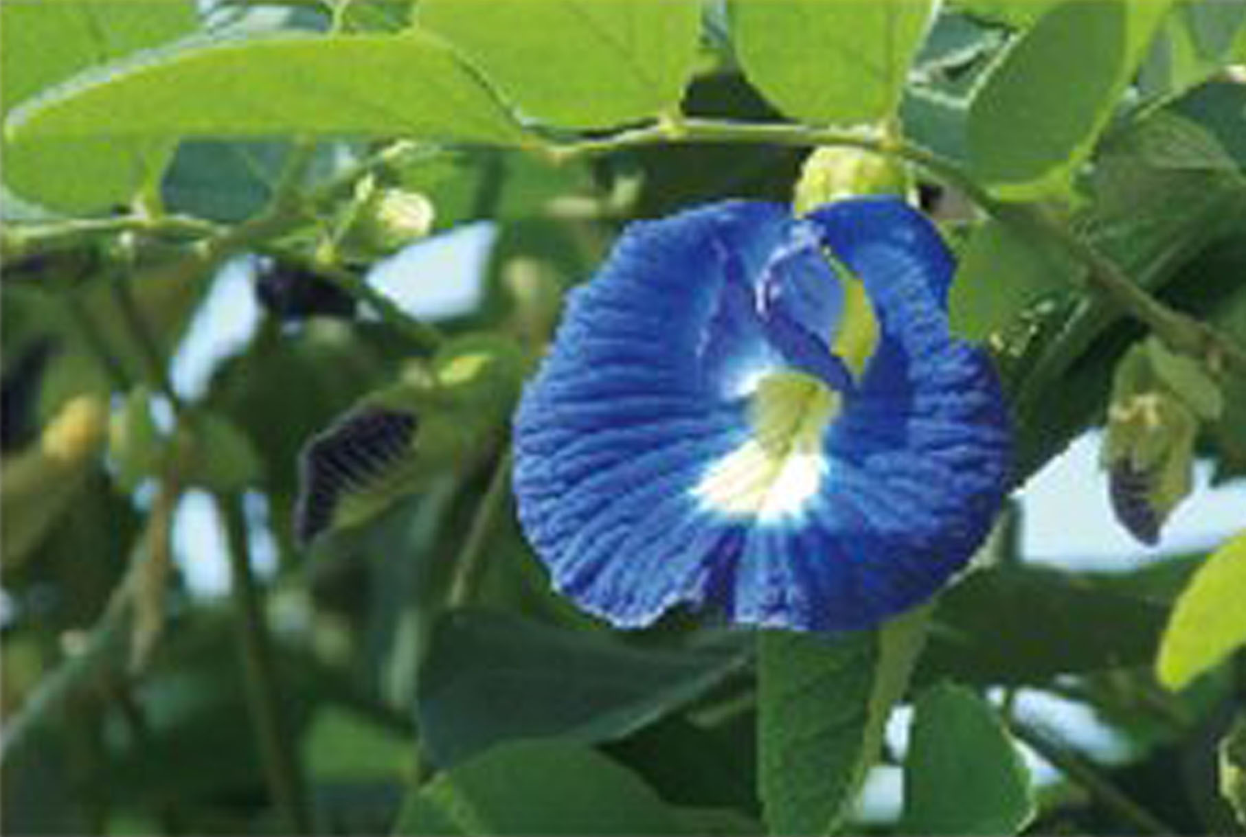 青いライスの正体は? - ワイズデジタル【タイで生活する人のための情報サイト】