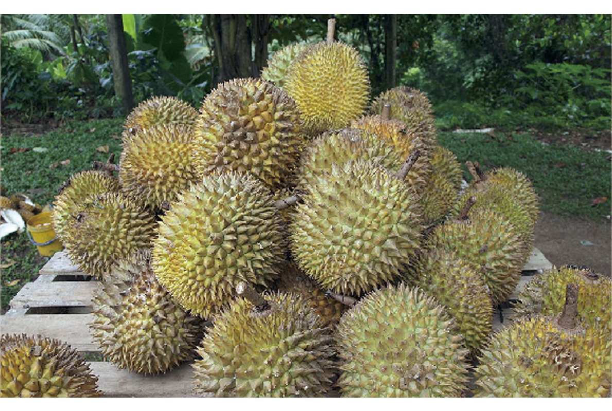 ドリアン特需は100億バーツ!? - ワイズデジタル【タイで生活する人のための情報サイト】