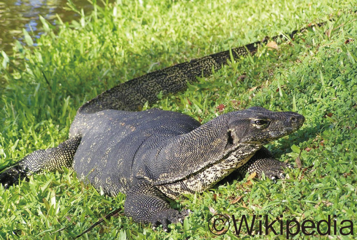 オオトカゲが生息するワケって？ - ワイズデジタル【タイで生活する人のための情報サイト】