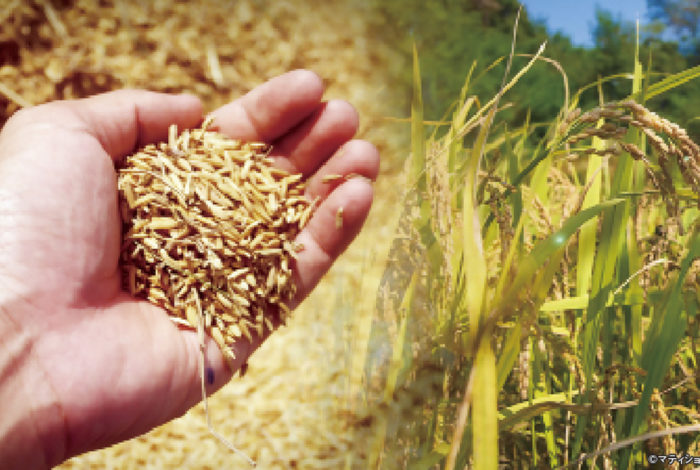 タイ米の不作が深刻だ。タイ米輸出業者協会によると、今年は干ばつにより米の生産量が前年比４〜５割減となる見通し。例年だと約850万〜950万tは生産されるが、今年は400万〜450万tにまで落ち込むとみられる。経済損失は約500億バーツに及び、タイ経済が深刻なダメージを被るのは不可避だ。 　供給減で籾米（籾殻が付いた米）相場は昨年末時点の１万6,000バーツから、現在２万5,000バーツまで上昇。とはいえ、農家にとってこの上げ幅は不十分だろう。本来、生産量が半減すれば、価格が倍増しなければ収入は落ち込んでしまうからだ。相場高が限定的となった理由は、主な輸出先である中国の在庫が潤沢なことと、バーツ高が影響している。 　商務省によると、今年１〜７月の間、米の輸出量は前年同期比21.6％減の490万t。問題は金額ベースで、18.8％減の818億バーツに留まった。同省は、バーツ高により、他の生産地よりもタイ米が１t当たり760バーツ割高になったと説明。加えて、中国の需要減退で単価が伸び悩んだもようだ。 　同協会のチャルーン会長は今年の年間予測輸出量を950万tから900万tに、金額を1,550億バーツから1,450億バーツに下方修正した。これは過去４年間で最低の水準。タイ米の輸出競争力低下に危機感を持った同省のジュリン大臣は、中国の他に、イラクやインド、ニュージーランド、フィリピン、日本など新たなマーケットを開拓する方針を示している。 　もちろん、タイ米の供給減は国内でも大きな問題となっている。もち米価格は昨年末に１kg20〜25バーツだったが、今年８月には40〜50バーツに高騰。一部の精米所はもち米のさらなる価格上昇を見越し、あえて販売せずに在庫として抱えているようだ。もち米を必要とする飲食店や消費者に不当な不利益を与えるとして、ジュリン氏は精米所の悪質な棚上げ行為に対し、最大10万バーツの罰金または禁錮５年の刑を科すると注意している。 　農業に不作はつきもの。生産者も消費者も、今は我慢の時なのかもしれない。