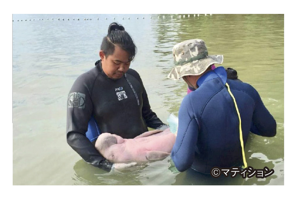 ジュゴンが死んだ - ワイズデジタル【タイで生活する人のための情報サイト】