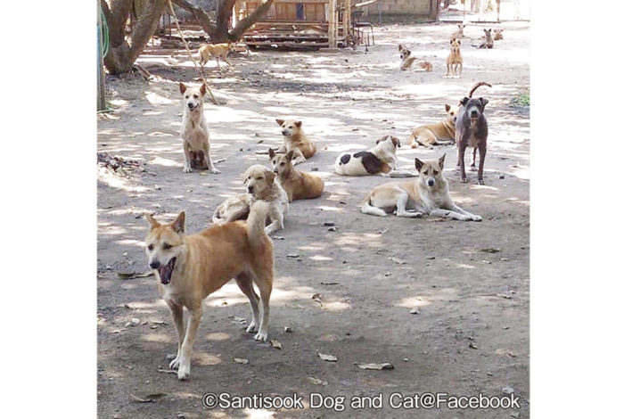 街のあちらこちらで目にする野良犬たち。無責任な飼い主が寺院の前に捨てたり、去勢手術をさせずに飼うため急増し、現在はバンコクだけでも15万匹を上回るのだとか。
