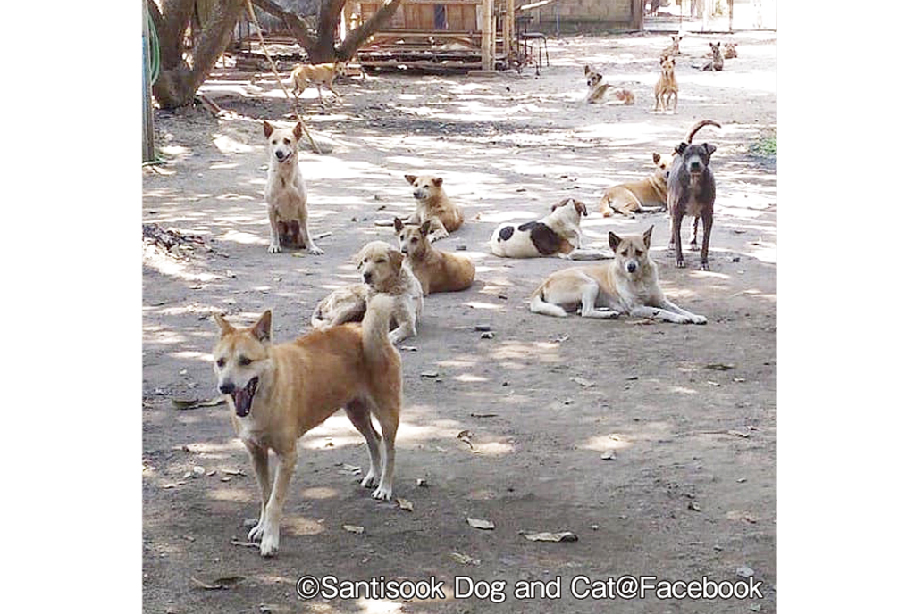 巷にあふれる野良犬増え続ける理由って？ - ワイズデジタル【タイで生活する人のための情報サイト】