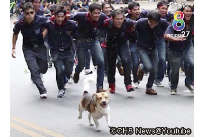 ７日、チェンマイ市内の道路脇で枯れ葉に埋もれたティア（雑種・オス）の亡骸が発見された。死因は車との接触事故。