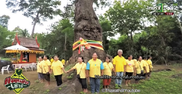平均樹齢は数百年、高さ数十メートルにも成長するという巨大な木「タキアン」は、タイ人の間では古くから“精霊が宿る木”として言い伝えられています。