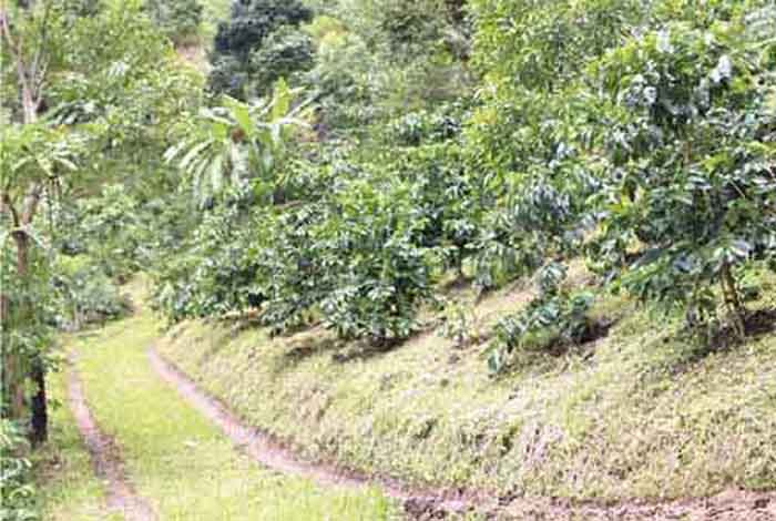 タイのコーヒー豆ってどこで栽培されてるの？ - ワイズデジタル【タイで生活する人のための情報サイト】