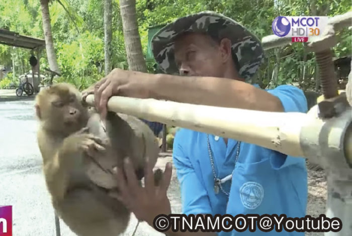 イギリス発の報道番組「BBC」で3︎日、現地の小売店に多数流通するタイ産のココナッツ製品が、サルに労働を強いた上で作られていると問題提起。