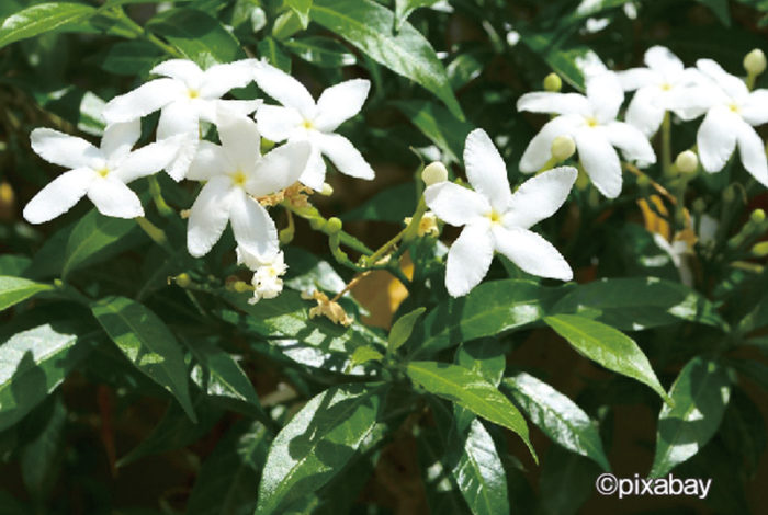 香りがよく、愛らしいジャスミンの花。タイでは年間を通じて目にすることができます
