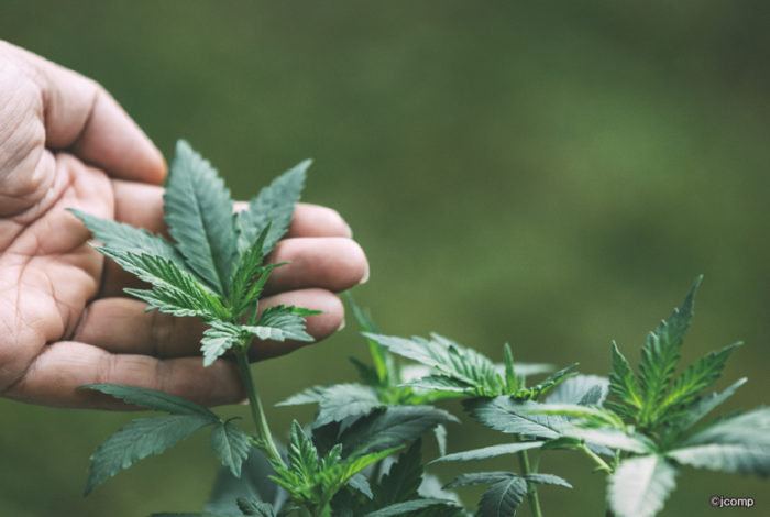 タイで医療目的の大麻（マリファナ）使用が合法化されたのは昨年２月のこと。アジアで稀少な解禁国として注目を集め、今年に入りノンタブリー県に医療大麻専門クリニック、都内プラナコーン工科大学に屋内ファームを開設するなど、関連施設が続々と誕生。