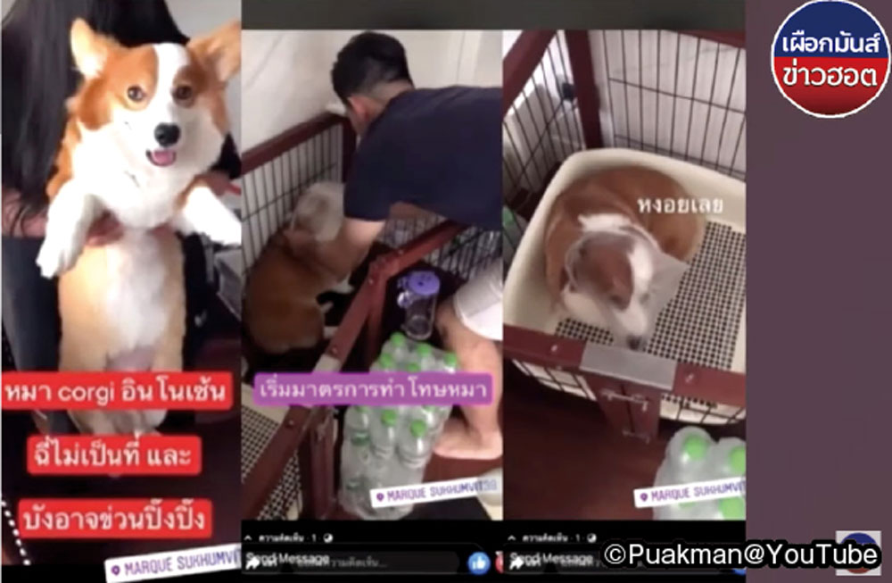 有名女優が飼い犬虐待で大炎上 ワイズデジタル タイで生活する人のための情報サイト