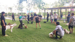 BMA Dog Park（BMAドッグ・パーク） - ワイズデジタル【タイで生活する人のための情報サイト】
