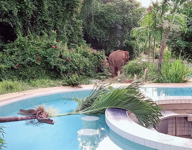 カオヤイでは8月末より、野生のゾウが民家の庭を荒らすなどの被害が発生。ゾウは群れからはぐれ飢えていると推測され、当局では遭遇しても刺激しないよう近隣住民に注意喚起を続けている。