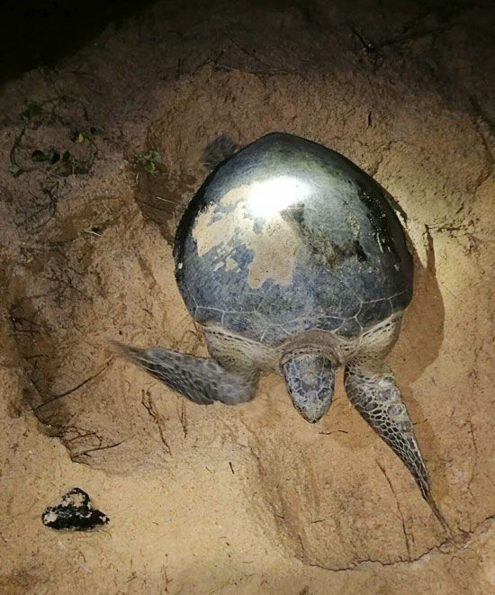 8日、南部パンガー県、ボーダーンビーチで絶滅危惧種アオウミガメの産卵が確認された。海洋・沿岸資源局事務所の職員が42個の卵を監視可能エリアへ移動。産卵後、親ガメは無事に海に戻ったという。