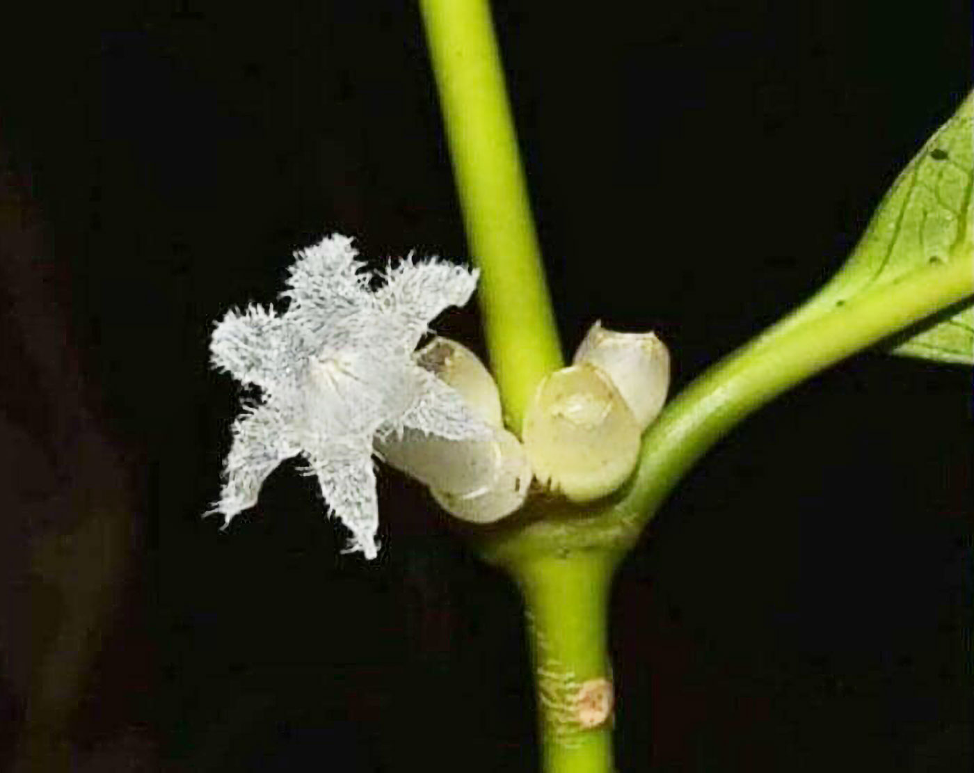 ５日、南部ラノーン県ガーオ滝国立公園で発見された新種植物は「ダーラーピラース（Cute Star Flower）」と命名された。