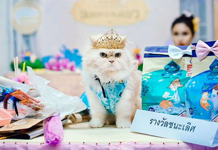 猫のホテル＆スパでビューティーコンテストを開催 - ワイズデジタル【タイで生活する人のための情報サイト】