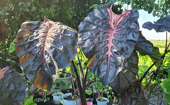 中部ピッサヌローク県の花園「Wonderplant8」が、ツノサンゴ目の「Black Coral」とコロカシアの「Colocasia White Lava」を交配したハイブリッド・ツリー「Colocasia Psylocke」の生産に成功。その希少性から販売価格は1本2,000万Bになる。