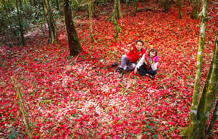 北部ピッサヌローク県に位置するマンデーン国立公園で、紅葉したもみじが見ごろとなった。紅葉期間は約1週間と短く、多くの観光客がつかの間の“秋の景観”を楽しんだという。