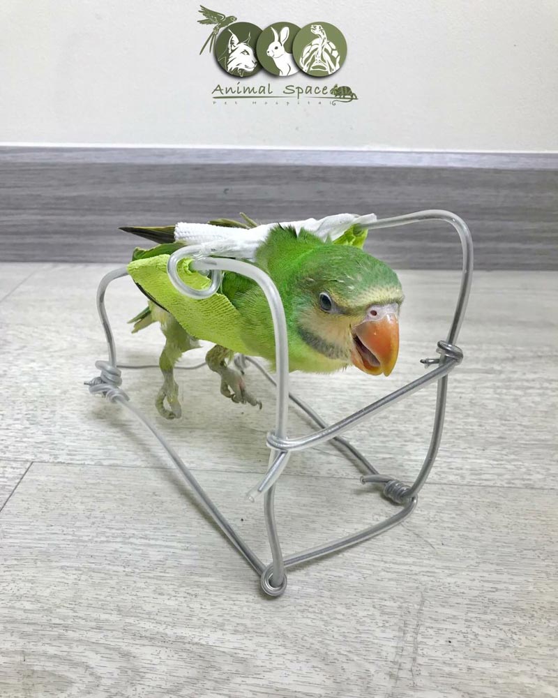 下肢脱力を発症したインコに ペット病院がサポート器具を作成 ー ペット病院「Animal Space Hospital」が下肢脱力を患うインコのために、専用のサポート器具を作成した。インコは寝たままでいると胸部の筋肉を痛める原因になるという。