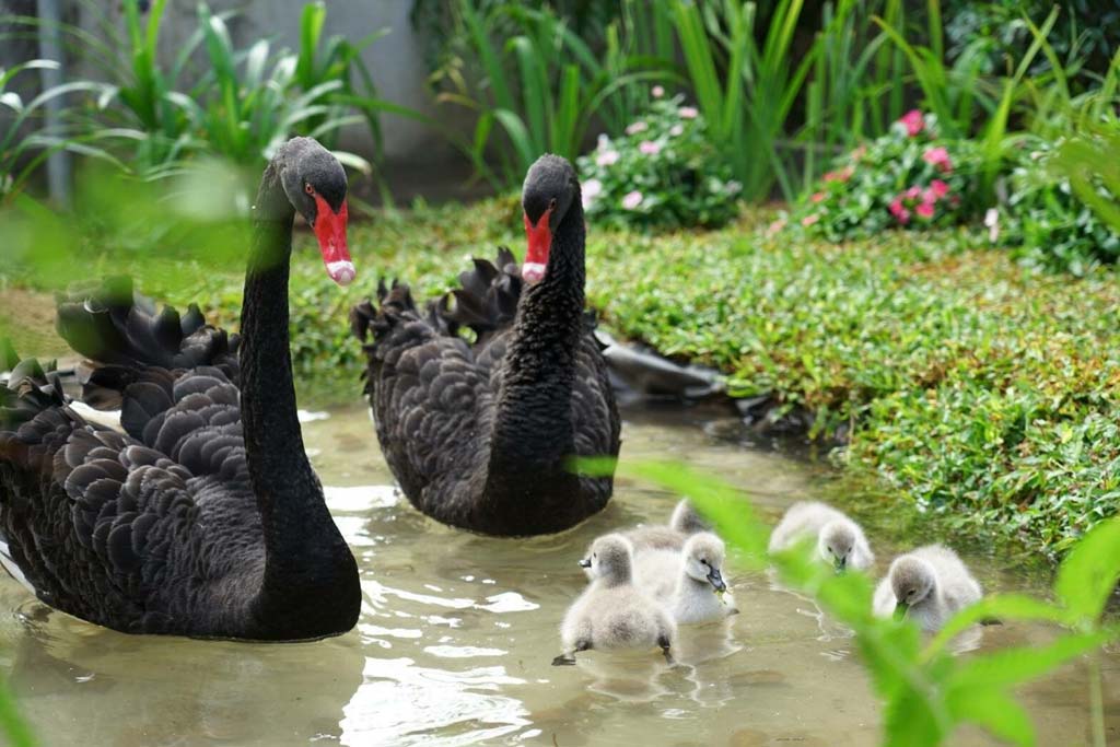 黒鳥の雛5羽が チェンマイのナイトサファリで誕生 ー 北部チェンマイ県のチェンマイ・ナイトサファリ動物園で、珍しい黒鳥の雛5匹が生まれ一般に公開された。同園では職員が見守りながら自然界に近い環境で育てていくという。(写真:マティション)