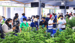 大麻医療使用促進会、来場者8万人以上 - ワイズデジタル【タイで生活する人のための情報サイト】