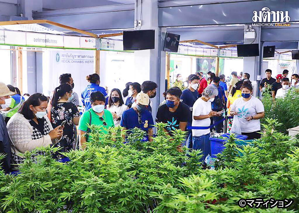 大麻医療使用促進会、来場者8万人以上 - ワイズデジタル【タイで生活する人のための情報サイト】