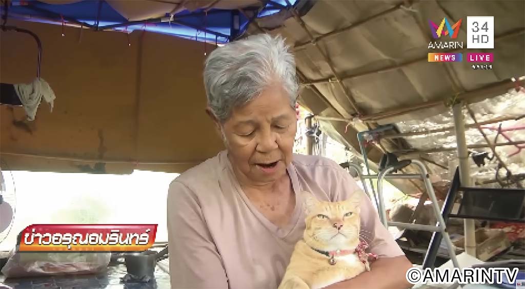 警察へ訴えられた猫ちゃん - ワイズデジタル【タイで生活する人のための情報サイト】