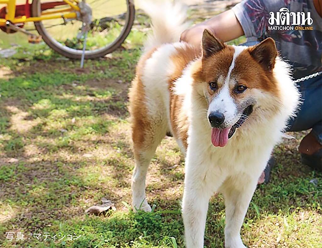 タイのバンケーオ犬が 「世界の犬」として登録　ー　原産国がタイのバンケーオ犬が、国際畜犬連盟が公認する「世界の犬」として登録された。世界の犬には、現在350種余りが登録されており、タイが原産国の犬としては2種目だという。