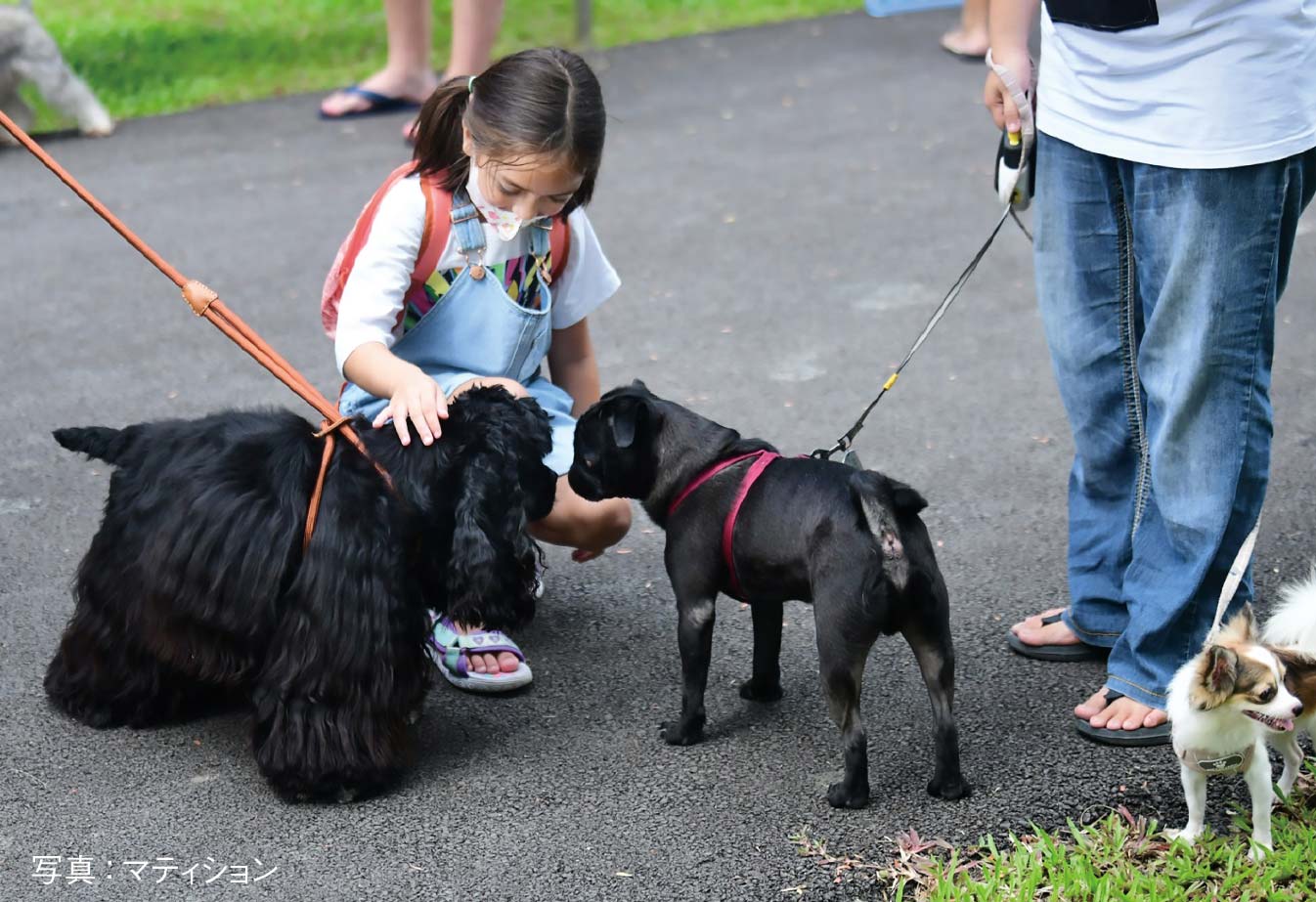 ベンジャキティ公園 犬同伴の散歩が可能に　ー　17日から都内のベンジャキティ森林公園で、犬同伴の散歩が可能なエリアがオープン。同伴可能エリアは1.6万㎡を誇り、初日には犬愛好家によるトリミングなどのイベントが開催された。入園の際、飼い主にはリード装着、犬の登録（ワクチン接種証明書）と入園時間の事前登録、フンの片付けなどの条件が求められる。