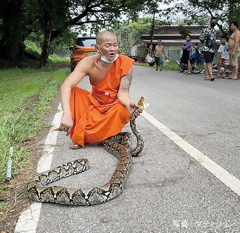 素手でヘビを片付ける僧侶 「いつも自分でやっているから」　ー　中部ガムペーンペット県で17日、僧侶が住民の依頼を受けて全長3.5mのアミメニシキヘビを素手で捕獲し、居住エリアから10kmほど離れた森に返した。僧侶によると、「いつもこのように自分で対処しているから問題無い」という。