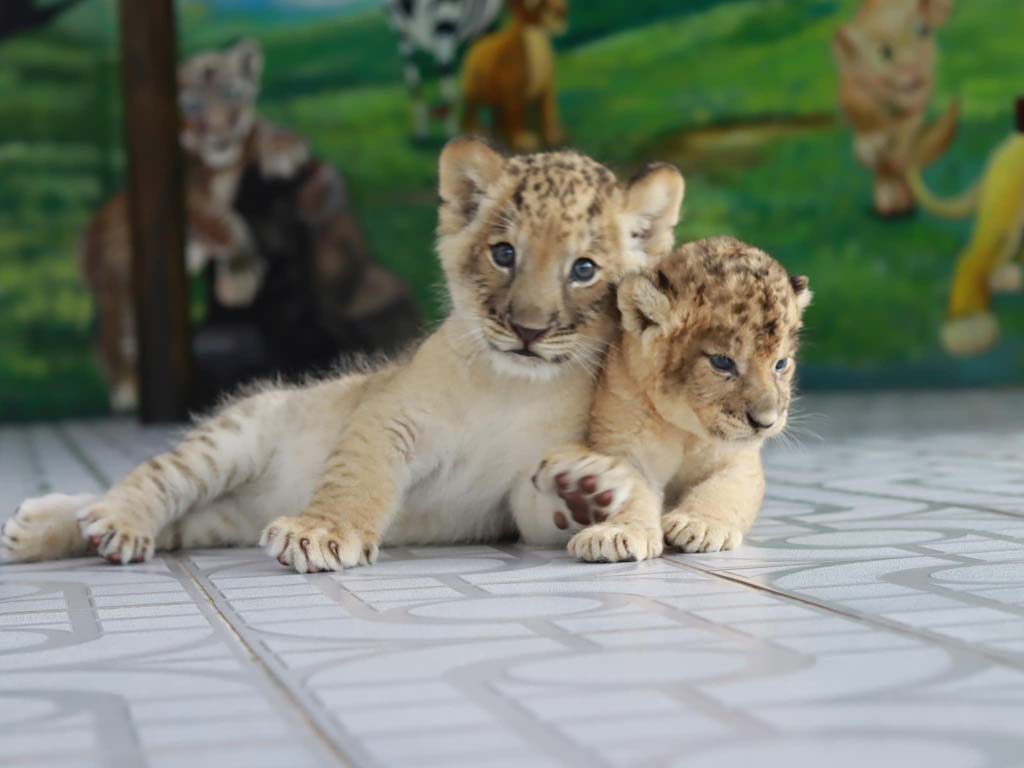 【動物園】SRIAYUTHAYA LION PARK（Ayutthaya)