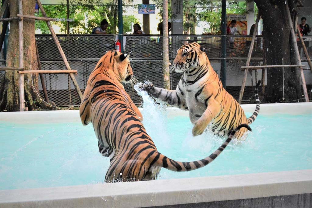 【動物園】TIGER PARK（Pattaya）