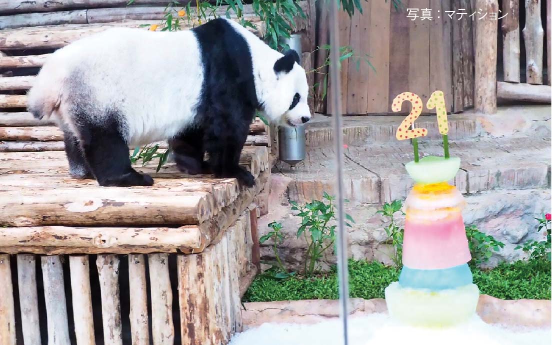 チェンマイ動物園のパンダ「リンフイ」 21歳の誕生日のお祝い ー 9月29日、チェンマイ動物園のアイドル・パンダ「リンフイ」の生誕祭が開催された。ファンや動物園のスタッフが歌うバースデーソングやアイスケーキ、野菜や果物などがプレゼントされた。リンフイ(雌)は今年21歳。人間の年齢だと80歳にあたる。