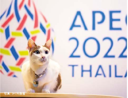 外務省がアジア太平洋経済協力（APEC）会議2022のマスコットとして、猫の「ヌアン」の写真を公開。「ヌアン」は2年前ほどから外務省庁舎付近に住む猫で、同省の職員たちに愛されており、心の支えになっているという。
