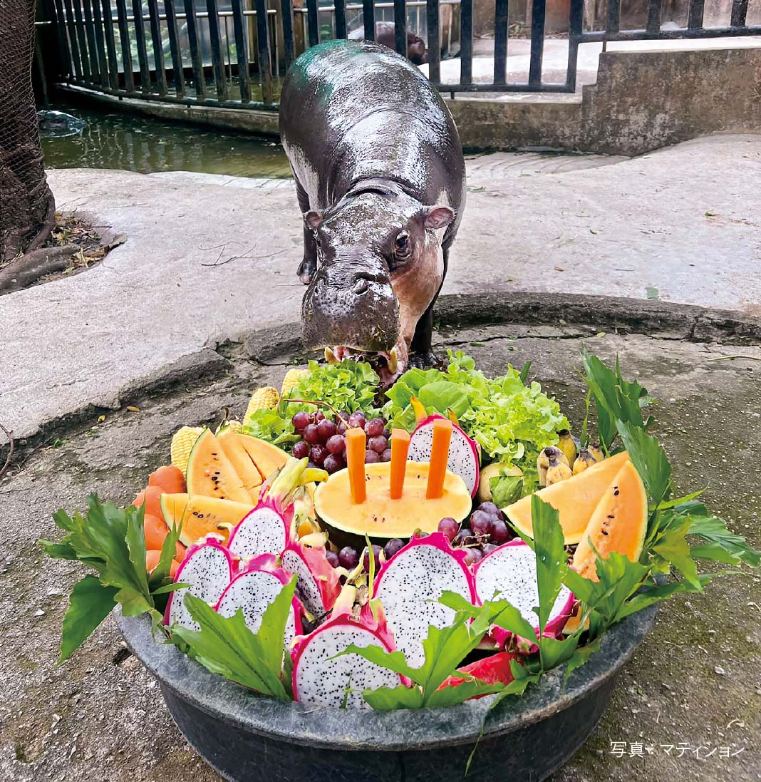 シラチャー市にあるカオキアオ動物園にいる子カバのアイドル「ムートゥンちゃん」が10月27日に3歳の誕生日を迎え、フルーツや野菜を材料としたケーキがプレゼントされた。