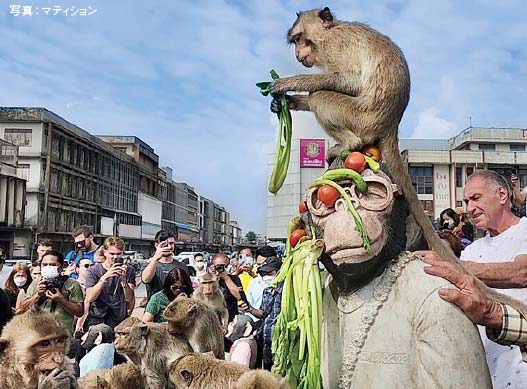 ロッブリー恒例の一大イベント モンキー・ビュッフェ・フェスティバル開催　ー　11月27日、中部ロッブリー県の恒例イベント「モンキー・ビュッフェ・フェスティバル」が開催された。同フェスティバルは、プラ・プラーン・サーム・ヨートやプラカーン祠に多く生息している猿に果物などを与える祭典。毎年11月最後の日曜日に行われている。
