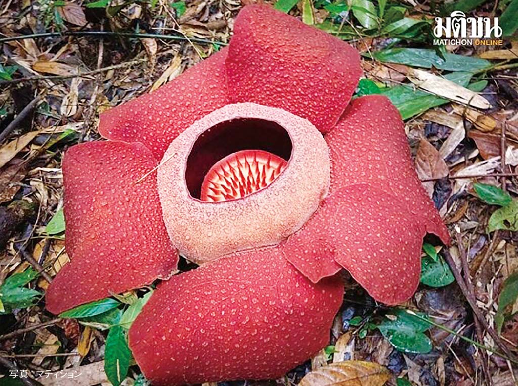 スリーパンガー国立公園で 今年最初のラフレシアが開花　ー　パンガー県スリーパンガー国立公園で12月17日、今年最初のラフレシアの開花が確認された。直径70cmにもなる世界最大の花として知られ、つぼみから開花までに9カ月を要し、花は4〜5日間で枯れてしまうという。
