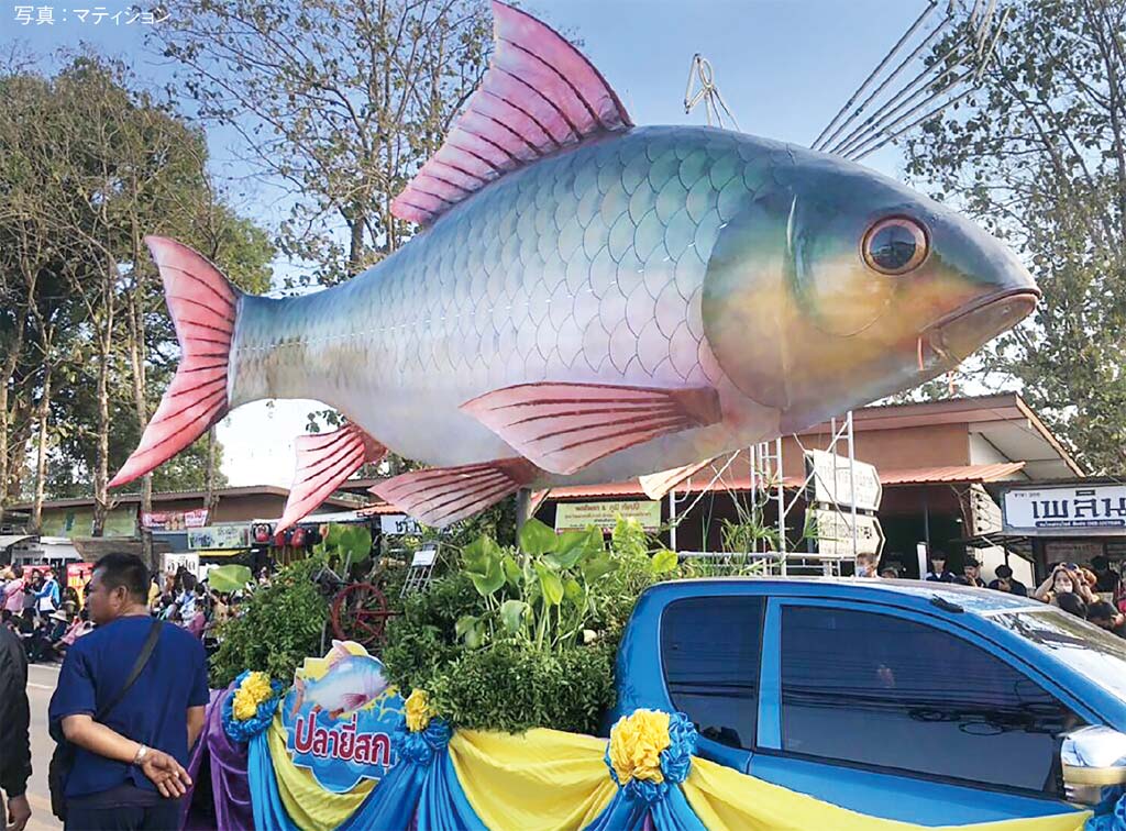 ナコーンパノムで 巨大な魚人形のパレード　ー　ナコーンパノム県シーソンクラームで12月17日、「第21回ソンクラーム魚まつり」が開催。イベントのハイライトとして、まるで宙に浮きながら泳いでいるように動く巨大な魚人形のコンテストも行われた。