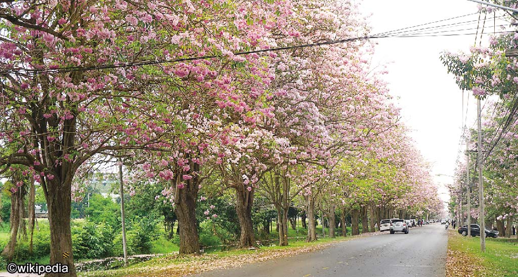 タイの桜と呼ばれる 「チョンプー・パンティップ」って？ - ワイズデジタル【タイで生活する人のための情報サイト】