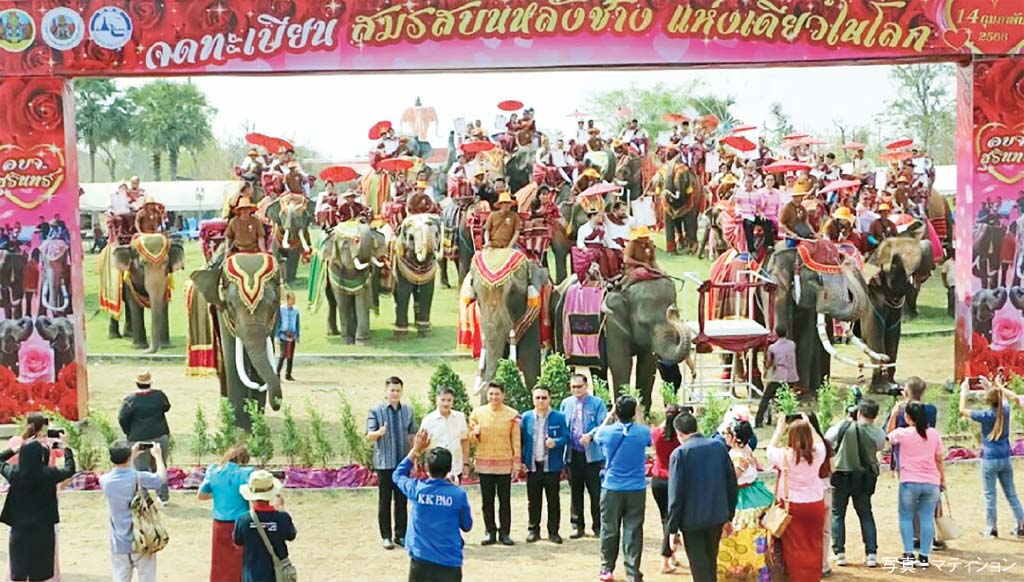 象に乗って合同結婚式 タイ人・外国人の合計30組　ー　2月14日、東北部スリン県のバレンタインデー名物が2年ぶりに開催。東北部クイ族伝統の結婚衣装をまとったカップルが象に乗り、パレードをしながら式場へ向かった。