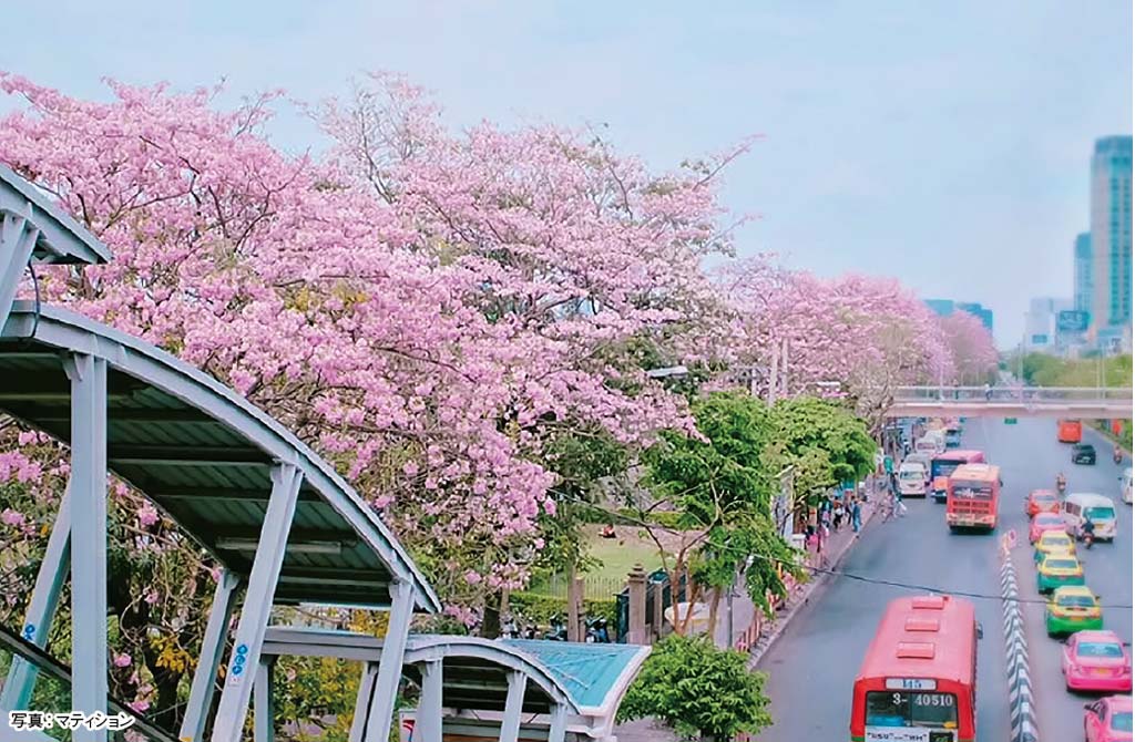 チョムプー・パンティップの季節到来 観光客の間でも大人気　ー　桜に似たピンク色の花を持つチョムプー・パンティップが満開の季節を迎えた。チャトチャック公園やカセサート大学ガンペンセーンキャンパスが、首都圏内の名所として知られている。