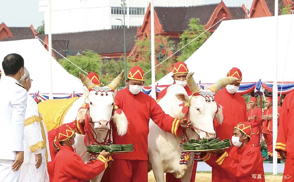王宮前広場で農耕祭 今年の収穫を占う儀式も - ワイズデジタル【タイで生活する人のための情報サイト】