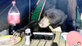 国立公園でのキャンピング中　食料を求めてクマが出現 - ワイズデジタル【タイで生活する人のための情報サイト】